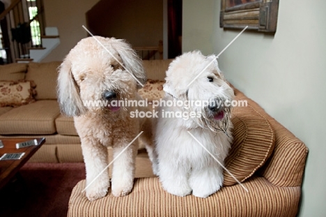 two wheaten terriers standing on couch