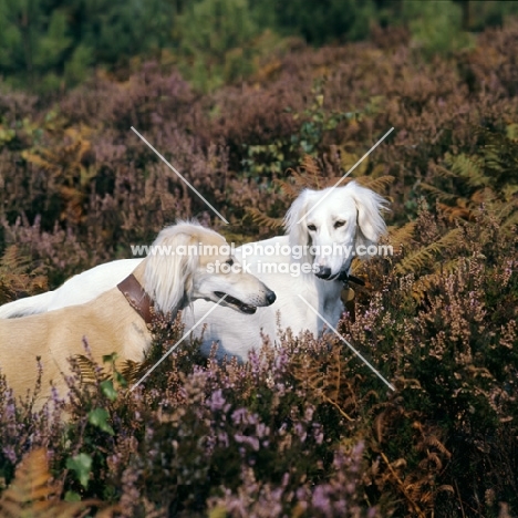 geldara burydown yanina, geldara amrita, salukis in heather