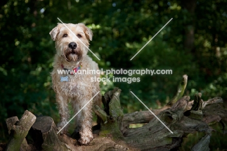 Wheaten Terrier standing on a log in the sunlight