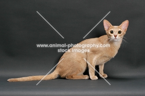 fawn Abyssinian on grey background, sitting down
