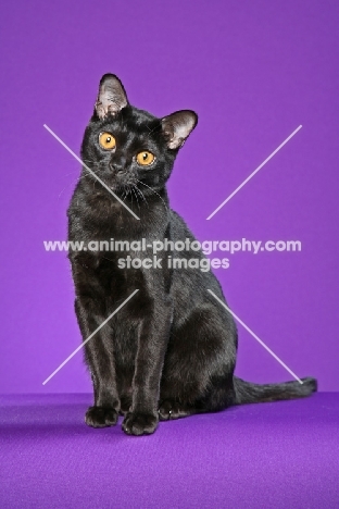 Bombay cat on purple background
