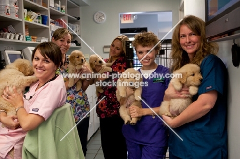 Golden Retriever puppies at the vets