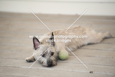 Wheaten Cairn terrier lying on deck, resting from playing.