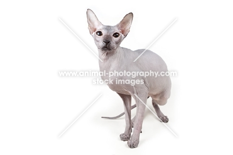 rare blue Peterbald cat