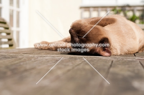 Burmese lying in sun