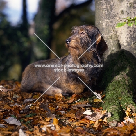 lieblings nobody's fool, wire haired dachshund among leaves