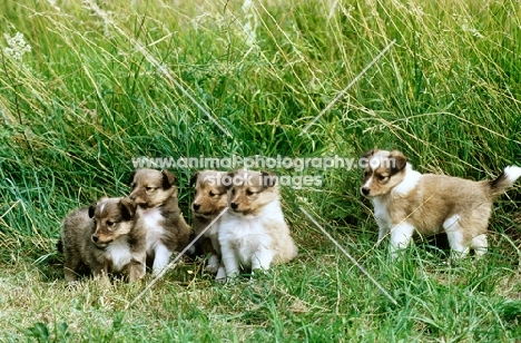 five shetland sheepdog puppies from glenmist kennel