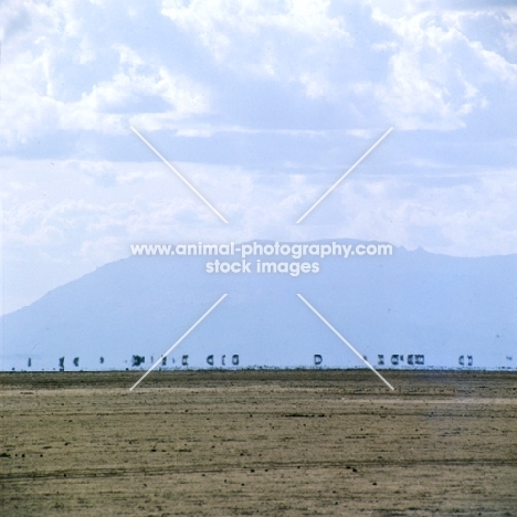 zebra mirage in amboseli national park