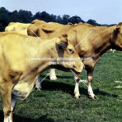 guernsey cows