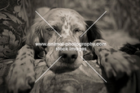 english setter sleeping on the couch