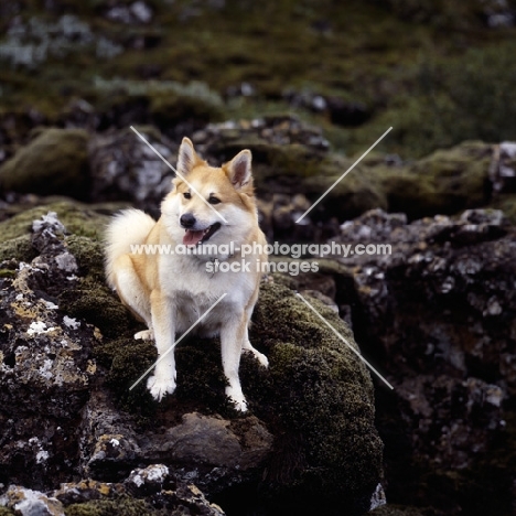 iceland dog sitting on lava and moss at gardabaer, iceland 