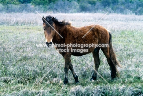 young chincoteague pony on assateague island