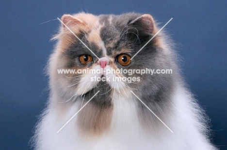 fluffy female Persian portrait on blue background, Blue Tortie & White colour