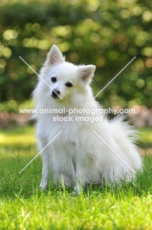 Volpino Italiano sitting on grass