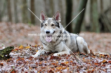 Saarloos Wolfhound