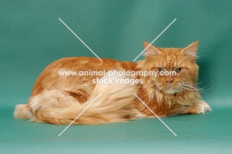 Maine Coon, Red Classic Tabby lyind down