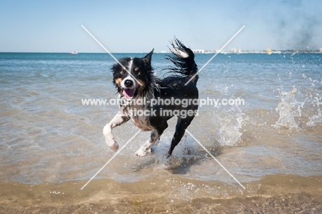 dog running on shoreline