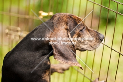 Plott Hound puppy in pen