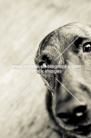 mongrel dog, portrait in black and white