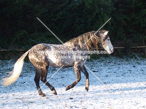 Andalusian in winter