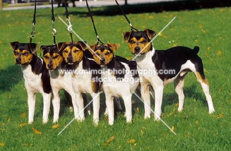 five Brazilian Terriers on lead