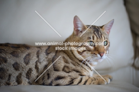 Bengal male cat resting on a couch