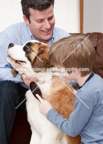 boy and man brushing a young Saint Bernard