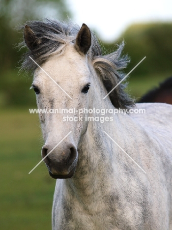 Connemara pony