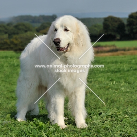 pyrenean mountain dog