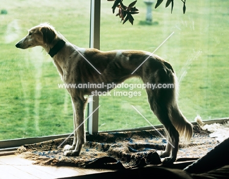 saluki from burydown looking out of french window