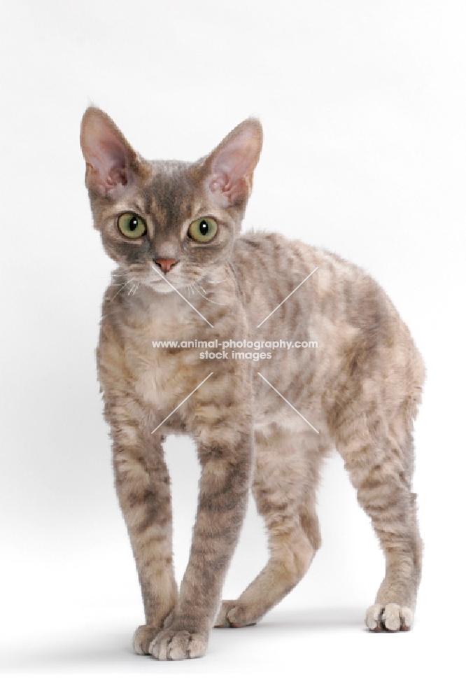 Devon Rex, Blue Mackerel Torbie, looking towards camera