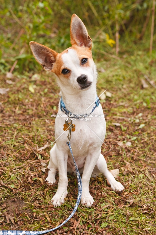 jack russel cross