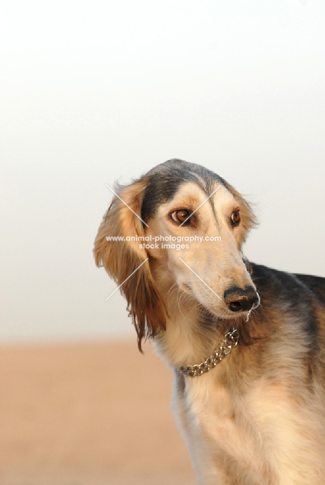 Arabian Saluki in Dubai Desert