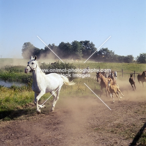 Shagya Arab mares and foals running 