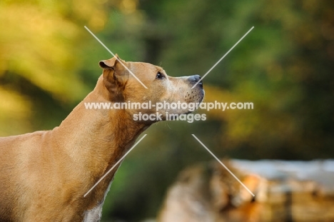 American Pit Bull Terrier profile