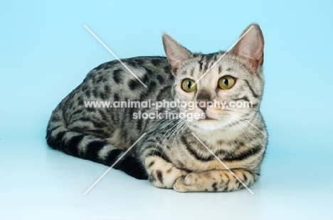 silver spotted bengal lying down on blue background