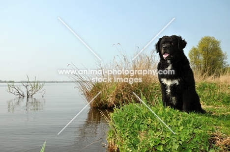 Wetterhound sitting near waterside