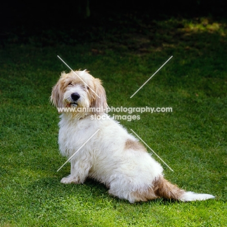 jomil rolande a cochise, basset griffon vendeen (petit), petit basset griffon vendeen sitting on grass