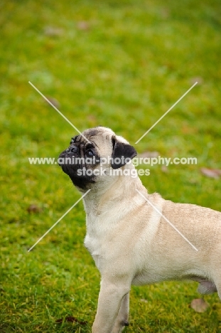 fawn Pug