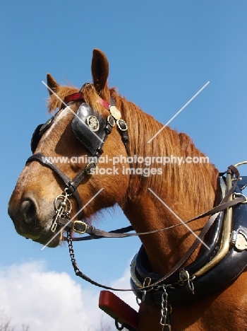 Suffolk Punch with bridle and blinkers