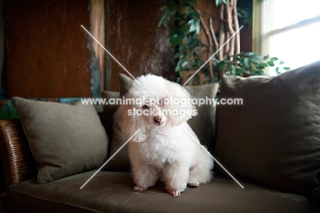 miniature poodle sitting