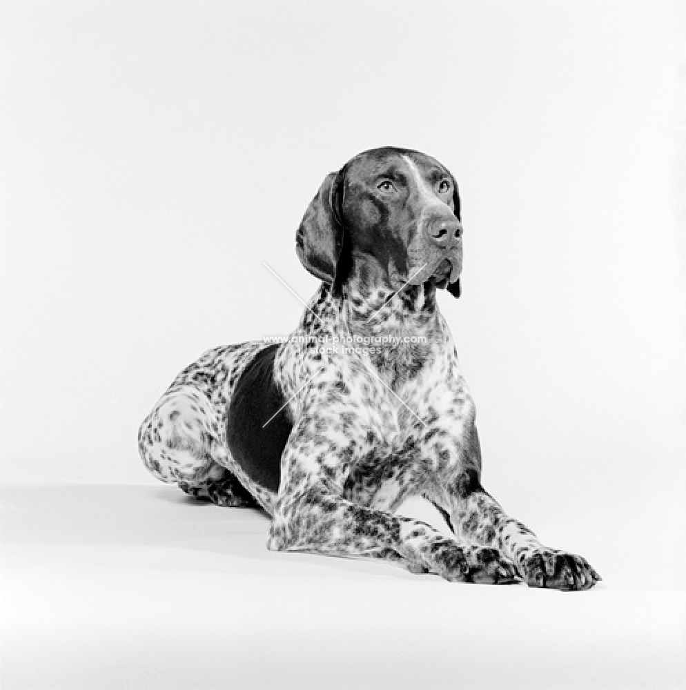 german shorthaired pointer, lying down on white background