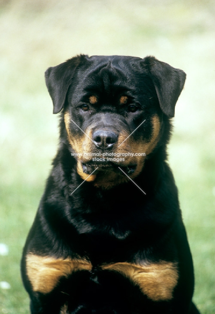 rottweiler, joe from chesara kennels, portrait