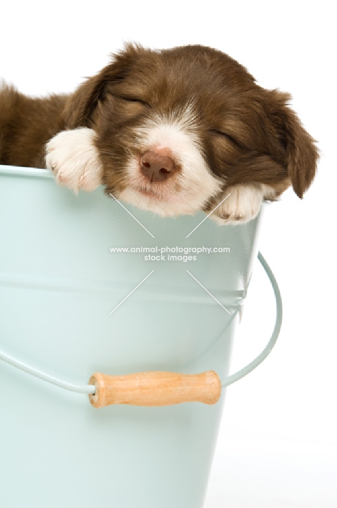 bearded collie puppy in a bucket 