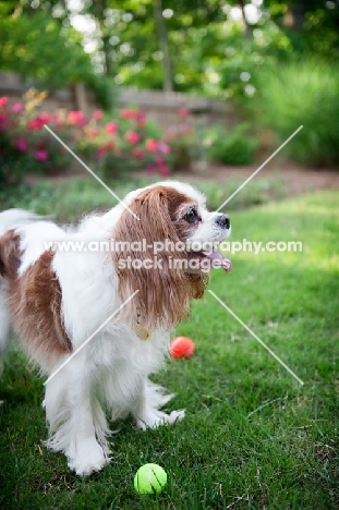 cavalier king charles spaniel in profile with tennis balls at feed