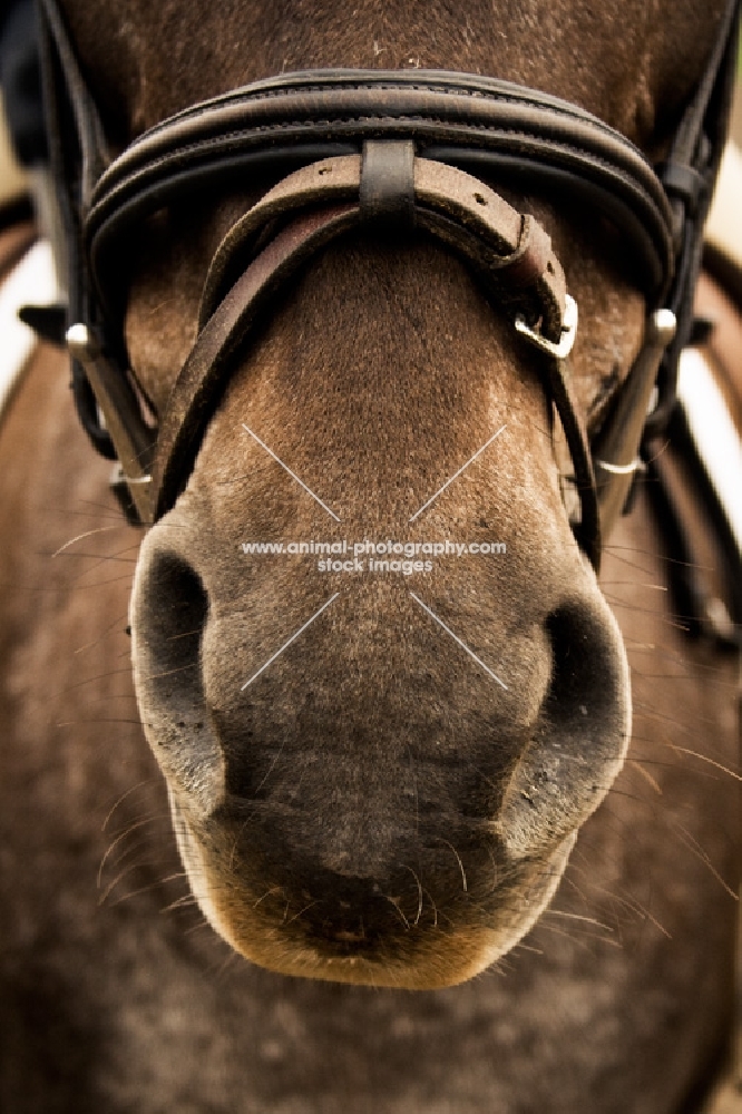 Appaloosa nose with flash nose band