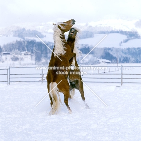 two Haflinger colts prancing together in play fight 