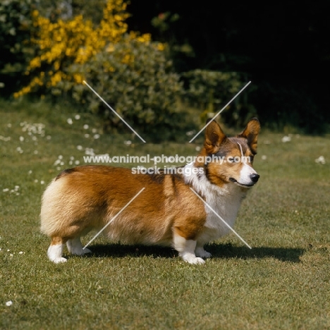 ch lees chico  pembroke corgi standing on grass