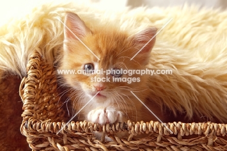 Maine Coon kitten in basket