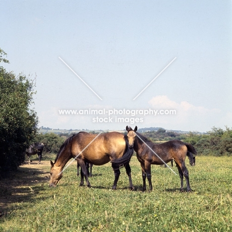 Clonkeehan Tiger Lily, (2580) mare Clonkeehan Water Lily, Connemara foal full body 